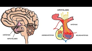 HIPOTALAMO E HIPÓFISIS [upl. by Nyltac]