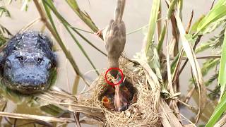 Top Grown Sparrow Catch Food Feeding to Babies Bird in Nest ViralBirdNest [upl. by Seto664]