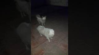 Japanese Spitz  Dogs with White Coats [upl. by Nesiaj]