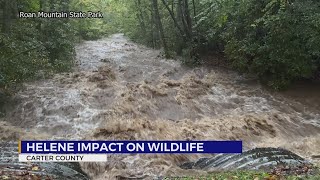 Roan Mountain State Park ranger explains wildlife impacts from Hurricane Helene [upl. by Frances878]