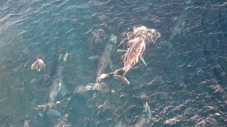 Drone captures cool interaction between whales and dolphins [upl. by Schreck]