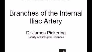 Branches of Internal Iliac Artery [upl. by Creamer]