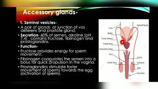 L4Accessory glands of male reproductive systemHuman reproduction [upl. by Eniak781]