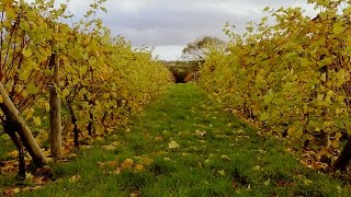 Glyndwr Vineyard Documentary 2015 [upl. by Bocoj518]