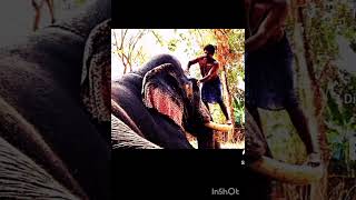 vazhakulam manoj mundakal Sivanandhan please like and subscribe [upl. by Alusru]