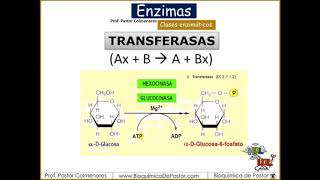 Clases Enzimáticas  Enzimas Parte V [upl. by Petie]