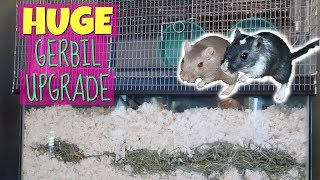 HUGE GERBIL CAGE UPGRADE  40 Gallon  Tank Topper [upl. by Infeld234]