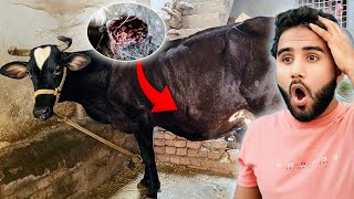 Cow Ko Itna Bada Tumor Nikal Gaya 😱 [upl. by Bohun]