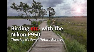 Birding etc with the Nikon P950  Thursley NNR [upl. by Shaya]