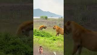 Wildlife Worldlion animals buffallo tiger youtube [upl. by Benjy]