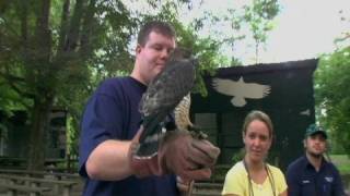 Birds of Prey at Penn State [upl. by Nnaillij166]