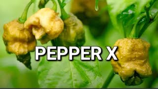 PEPPER X WORLDS HOTTEST PEPPER [upl. by Amrita]