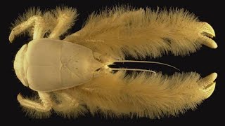 unbelievableFacts about yeti Crab information [upl. by Riti]