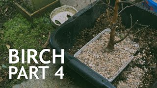 Birch from the quotGrow Itquot Bonsai Seed Kit Part 4 [upl. by Anthe]