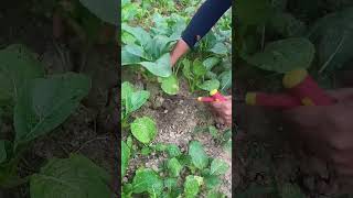 shorts farming agriculture youtubeshorts viralshorts yummyfarmaya [upl. by Areema]