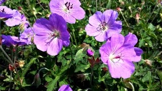 Best Garden Perennials  Geranium Rozanne Cranesbill [upl. by Annoerb]