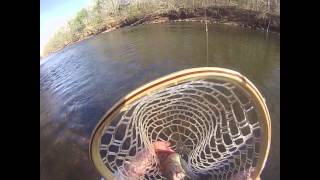 Stocked Raritan River Rainbow Trout [upl. by Einned515]