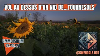 Vol au dessus dun nid de Tournesols [upl. by Jessen]