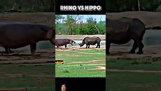 Rhino Vs Hippo animals rhino hippo [upl. by Bugbee493]