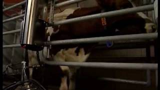 DeLaval Milk quality  Automated Dairy Farming Solutions  DeLaval [upl. by Aneem]