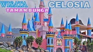 WISATA PENUH WARNA  TAMAN BUNGA CELOSIA [upl. by Noxaj701]