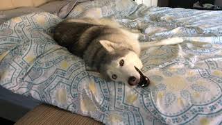 Stubborn Husky Wont Get Out of Bed [upl. by Eiralih33]