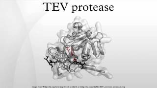 TEV protease [upl. by Eicnarf240]