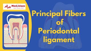 Principal fibers of Periodontal ligament [upl. by Etsirk]