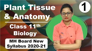 Plant Tissue and Anatomy Class 11th Biology Part 1 [upl. by Ribaudo786]