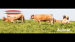 Aubrac Rinder [upl. by Wiese]