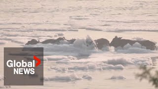 Drone shows Indias sacred Yamuna River blanketed in toxic foam [upl. by Yerg523]