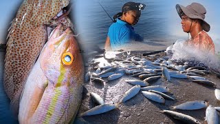 We Caught So Much Bait We Had To Share It  Nice Yellow Tail Snapper And Other Fishes Too [upl. by Andie]