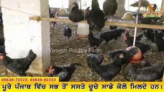 Black Australorp Chicks For Sale in Jalandhar [upl. by Atauqal]