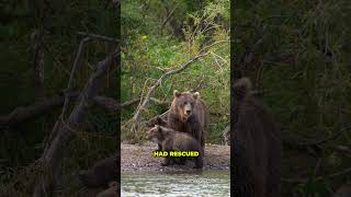 Cop Stumped When Bear Refuses To Move Looks Closer And Acts Fast animals [upl. by Sclater]