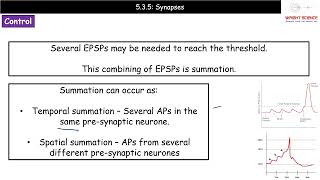 A Level Biology  5135  Synapses [upl. by Slaohcin883]