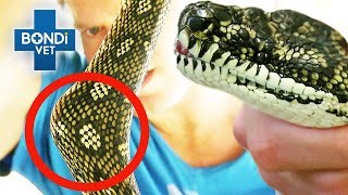 What Has This Snake Swallowed 🐍  Bondi Vet Clips  Bondi Vet [upl. by Cora962]