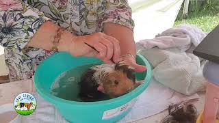 Guinea pig with large bustle to be removed  what is hiding underneath [upl. by Nedap]