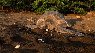 Olive ridley sea turtle Lepidochelys olivacea laying eggs on the coast of Costa Rica [upl. by Merriman859]