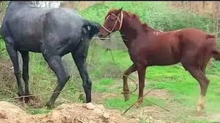 Horse Meeting first time Successfuly Horse Meeting completely 😱😱 [upl. by Greenberg]