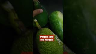 KP Organic Farms Fresh vegetables [upl. by Atnamas]