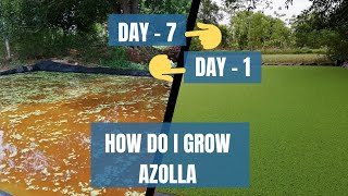 How do I grow azolla  Gowing azolla step by step  KRP farm [upl. by Amy]