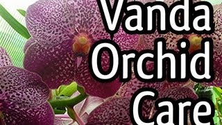 Vanda Orchid Care Tips  My Vanda X in full bloom  Everyone loves a Purple Orchid [upl. by Yanffit51]