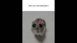 Cute rat viralvideo aesthetic memes cute funny crush love [upl. by Halden500]