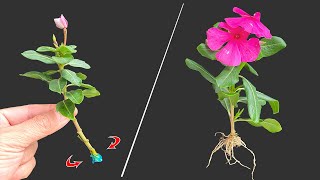 Catharanthus roseus grows roots in just 1 day│Catharanthus roseus [upl. by Lynad]