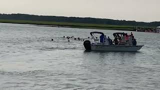 99th Annual Chincoteague Pony Swim  Swim Back  July 26 2024 [upl. by Odama]