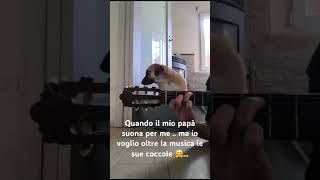 Cane a cui viene dedicato una canzone ma non gli basta … cane coccolone musica [upl. by Yerfej954]