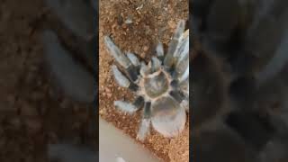 tarantula spiderTliltocatl vagans [upl. by Naziaf]