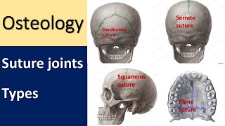 Anatomy of Suture joint l Types l Skull sutureremoval skullanatomy articulation [upl. by Nay]