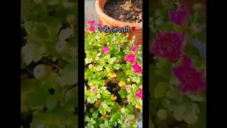 नन्हीं गुलदावरी मुझे पसंद है । सर्दी का फूल ।gardening flowers youtubeshorts [upl. by Baerman]