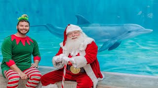 A Sea of Holiday Joy at Clearwater Marine Aquarium [upl. by Ahsuat64]